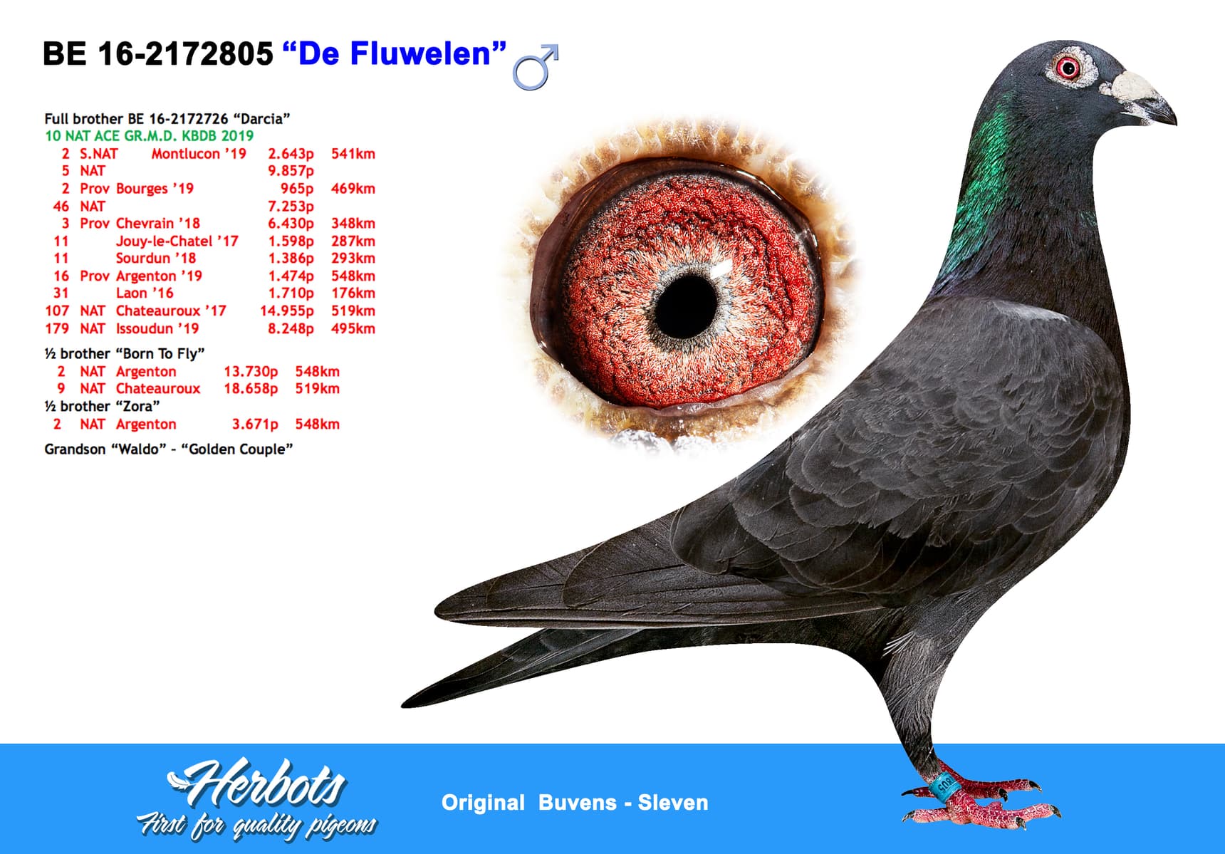 pigeon: undefined