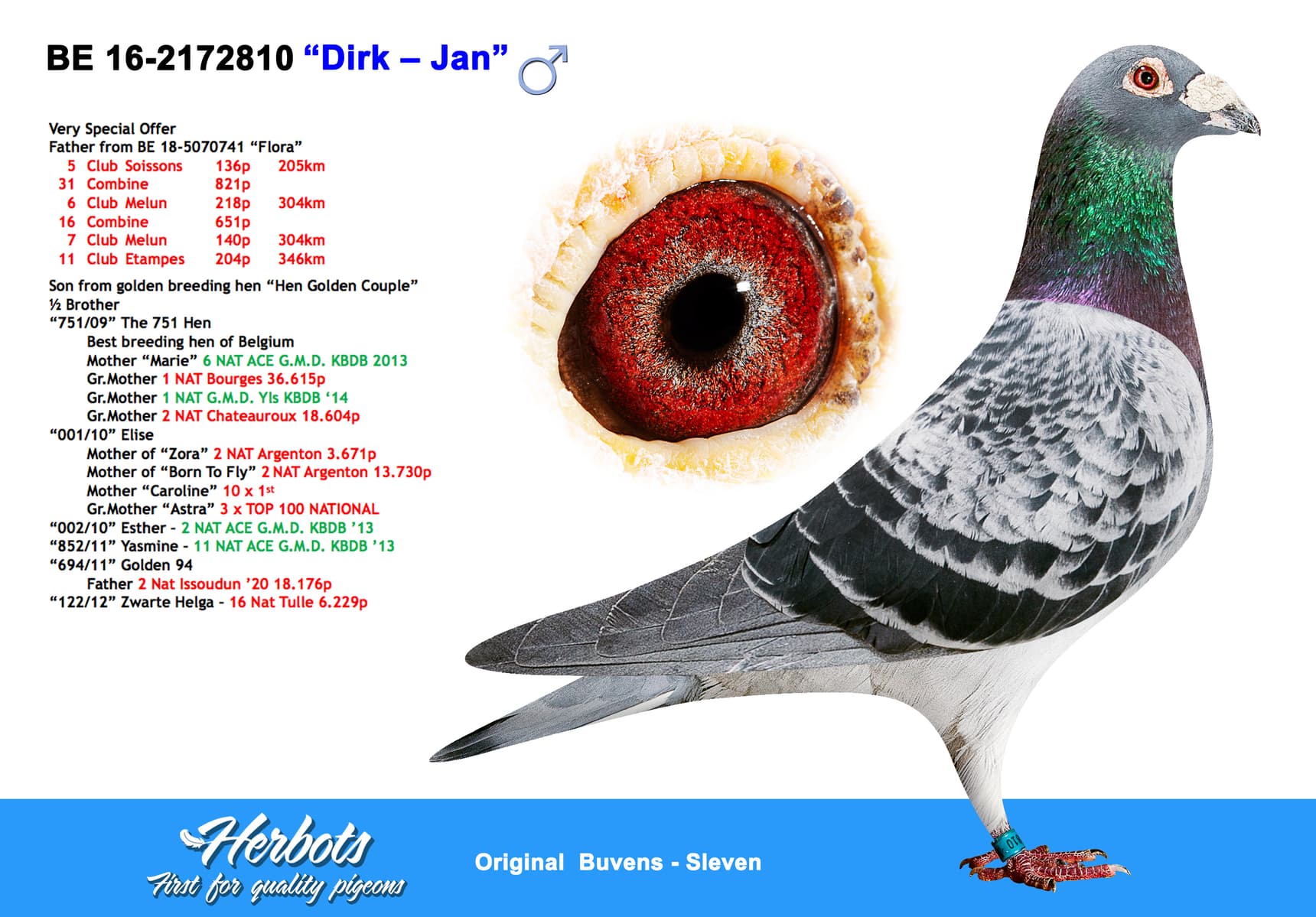 pigeon: undefined