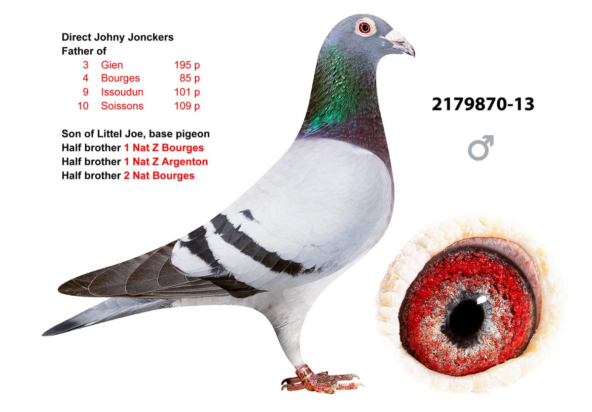 pigeon: undefined