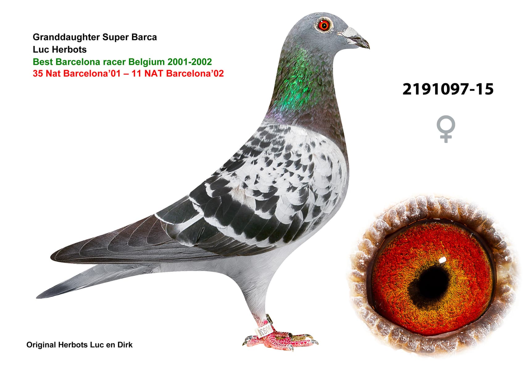 pigeon: undefined