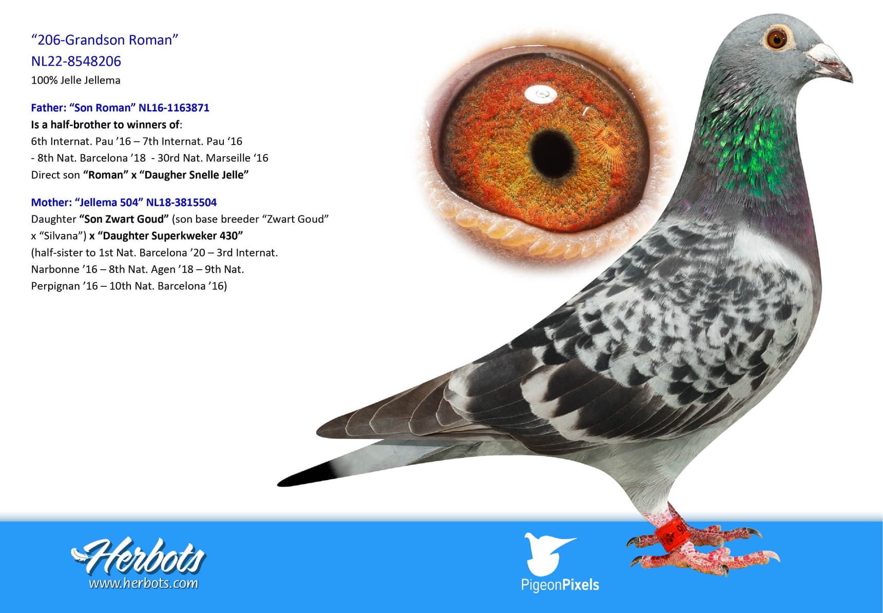 pigeon: undefined