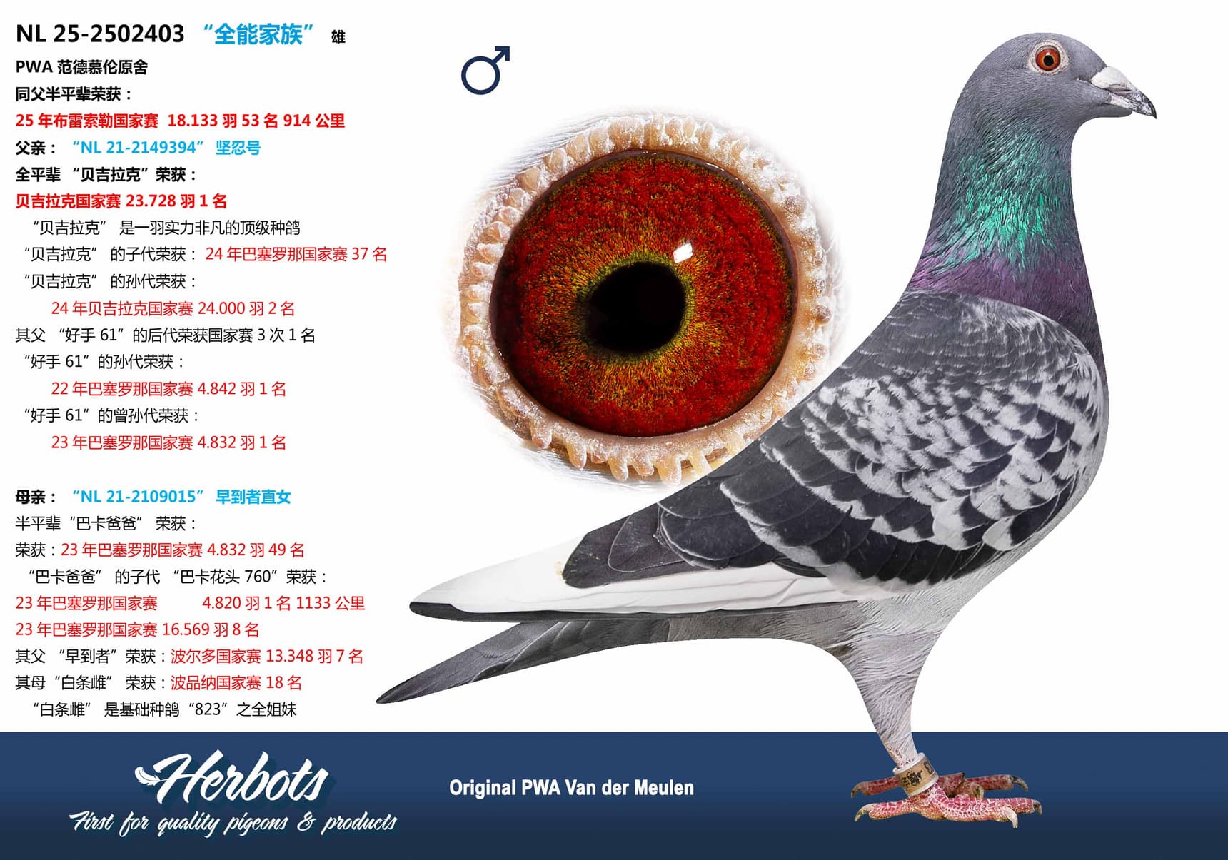 pigeon: undefined