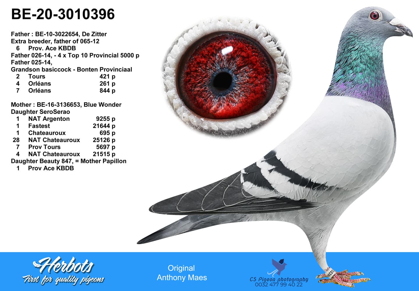 pigeon: undefined