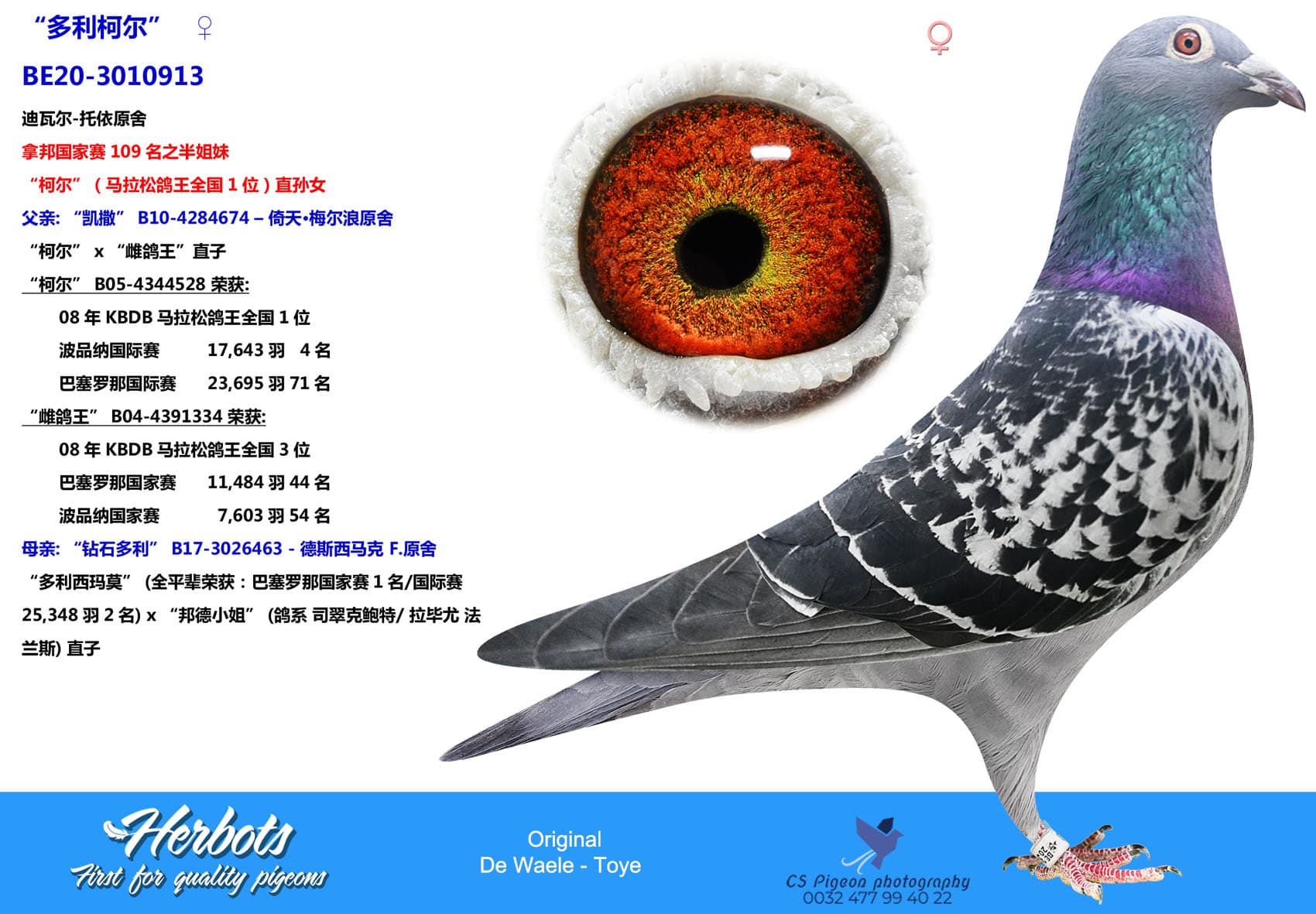 pigeon: undefined