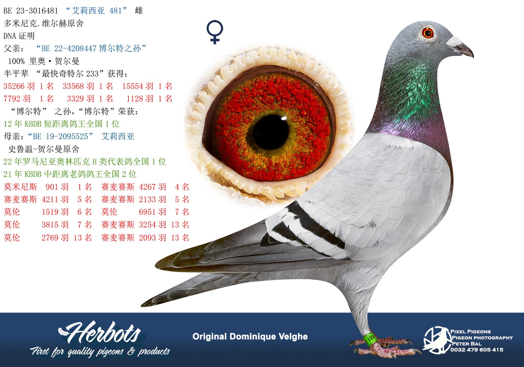 pigeon: undefined