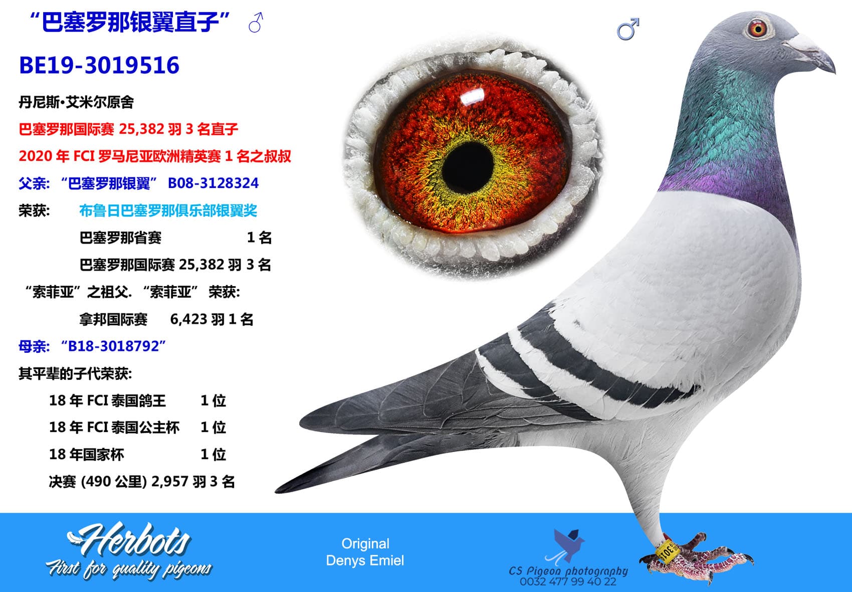 pigeon: undefined