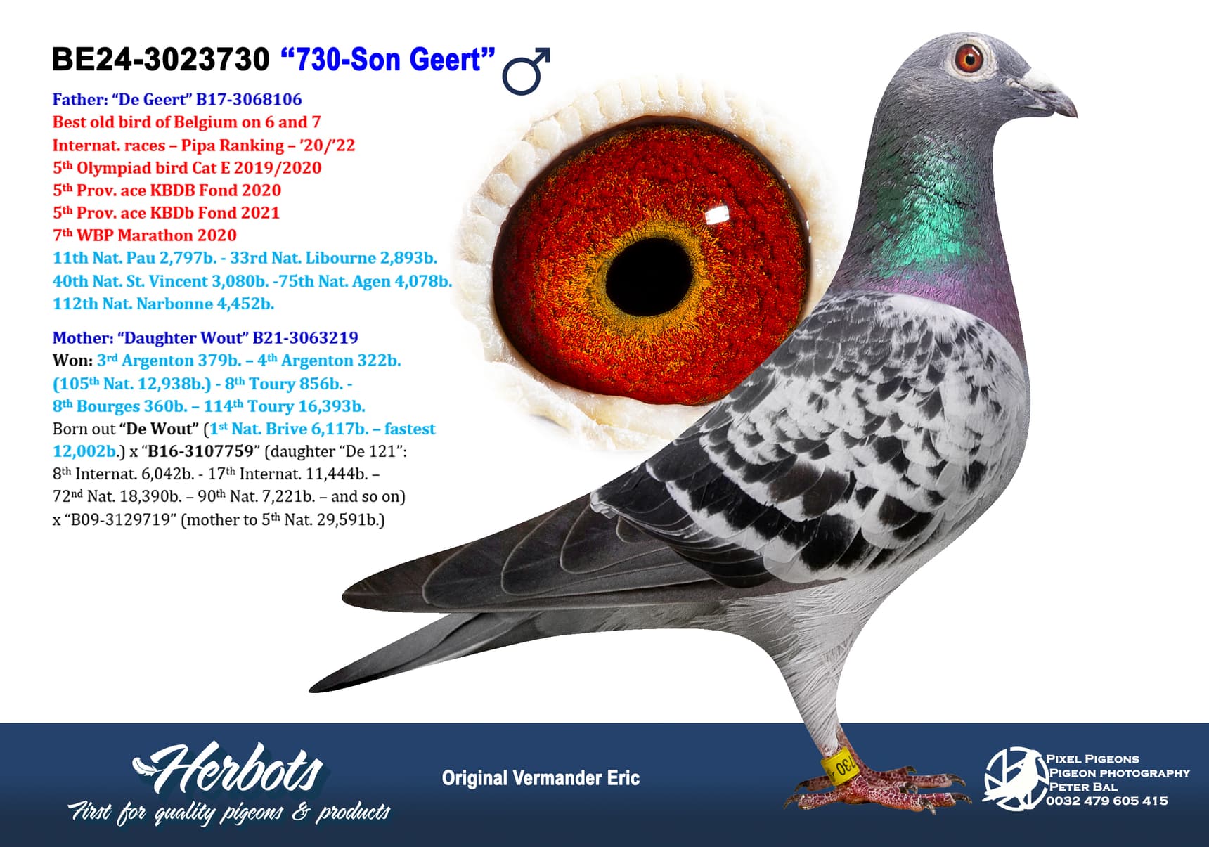 pigeon: undefined