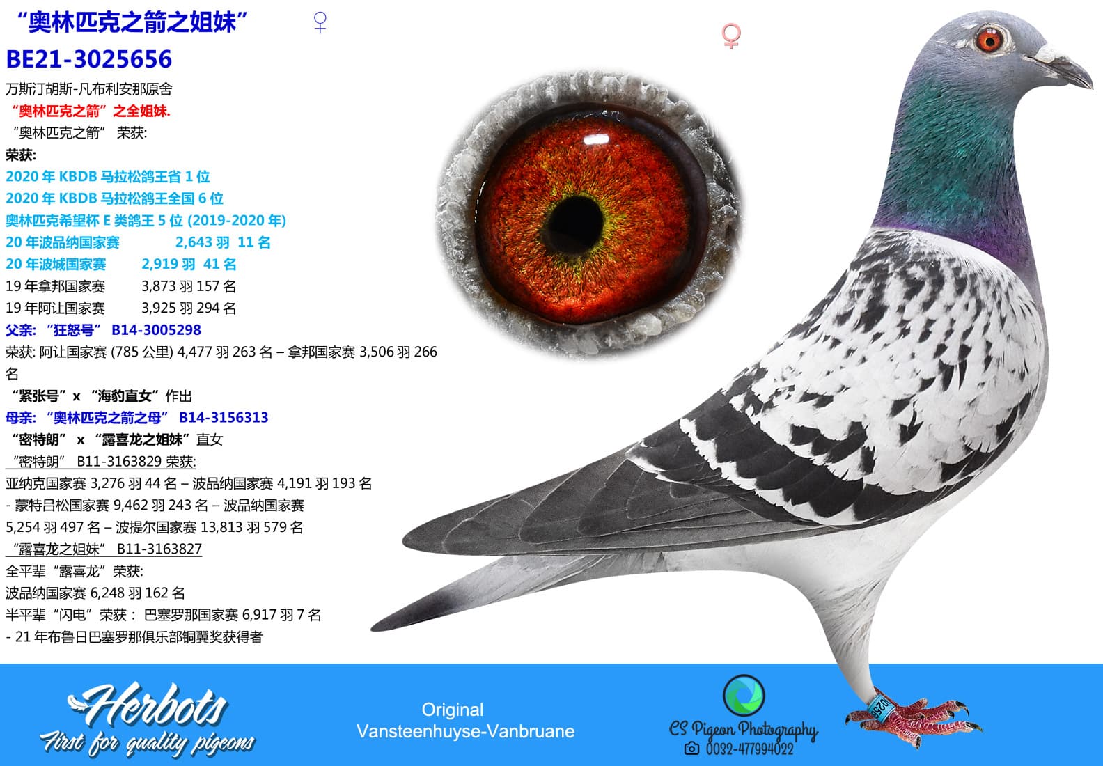 pigeon: undefined