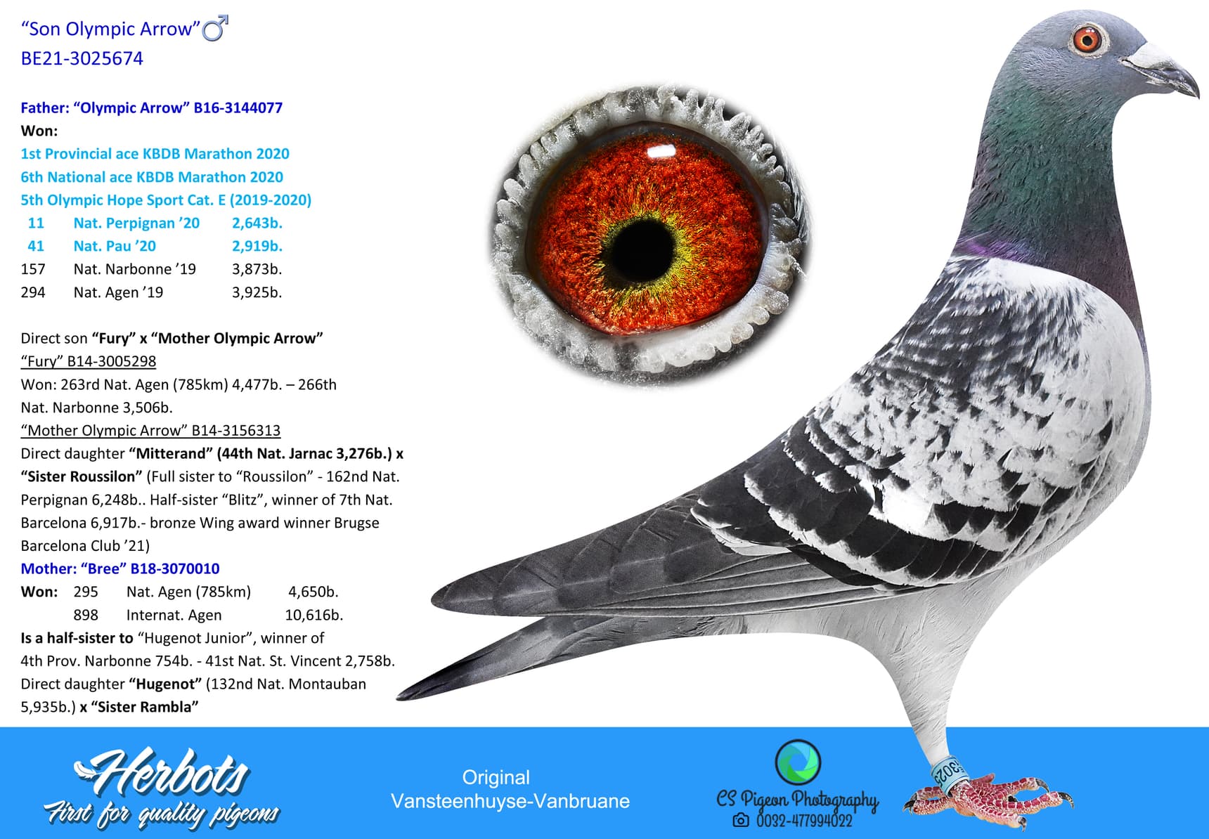 pigeon: undefined