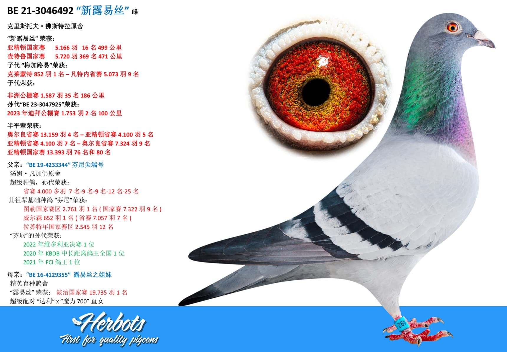 pigeon: “新露易丝”