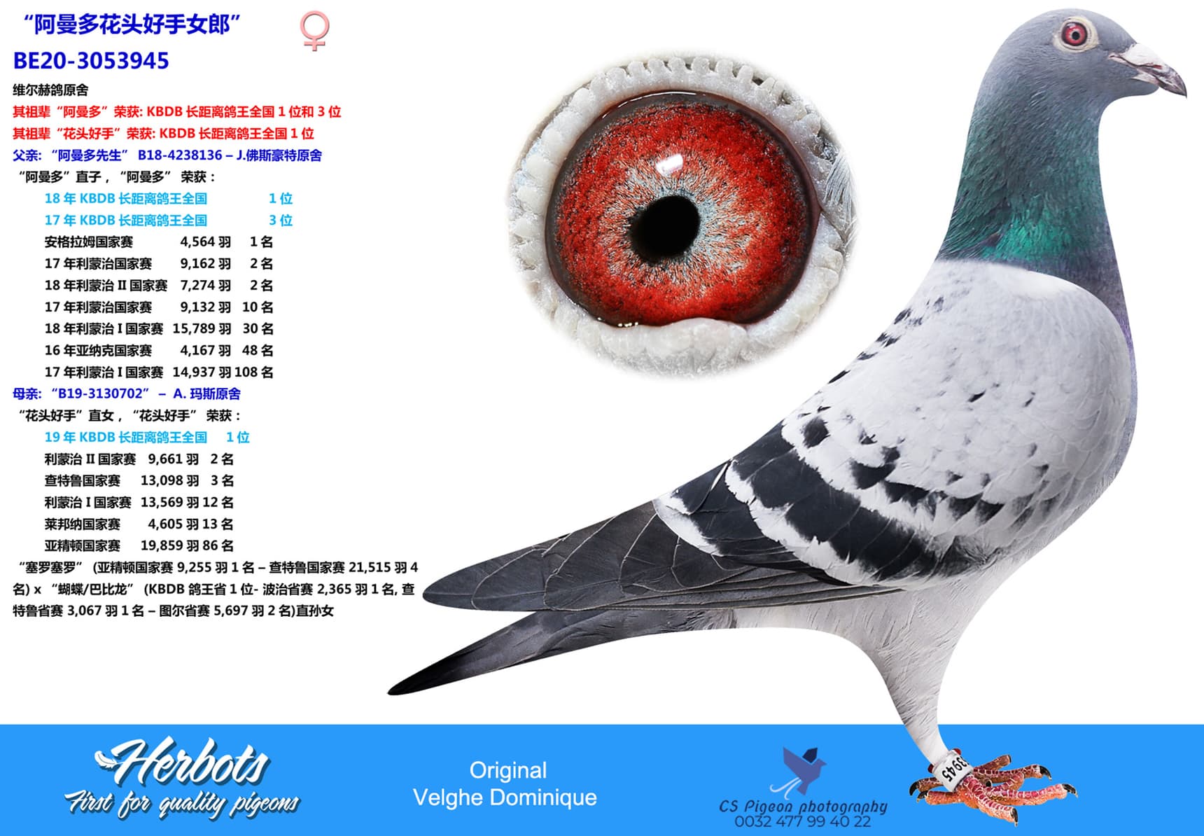 pigeon: undefined