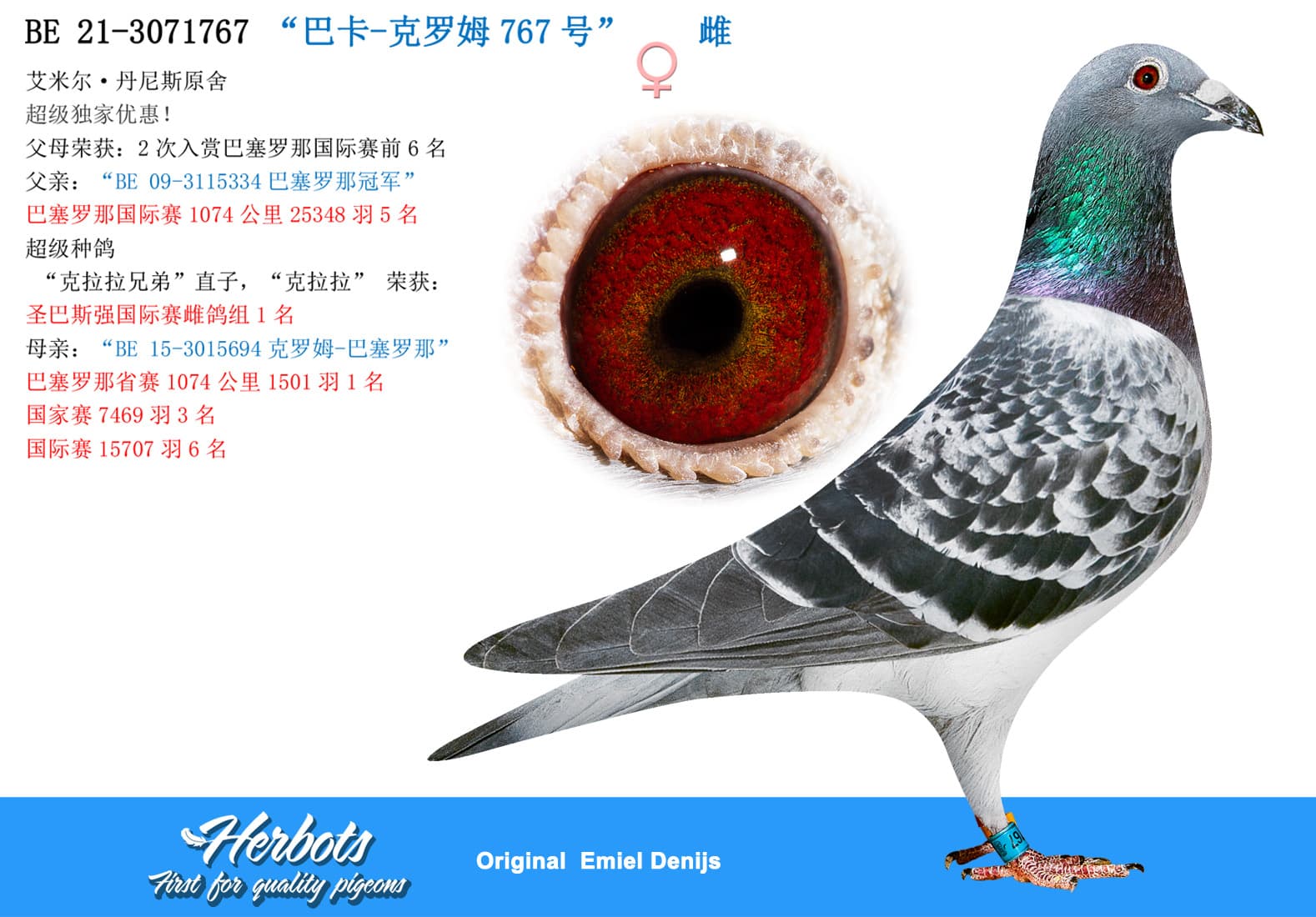 pigeon: undefined