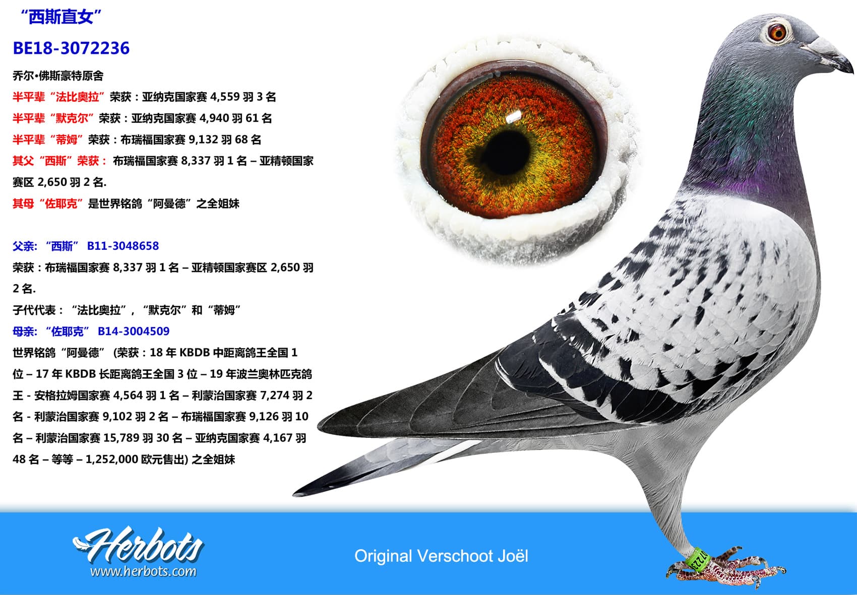 pigeon: undefined