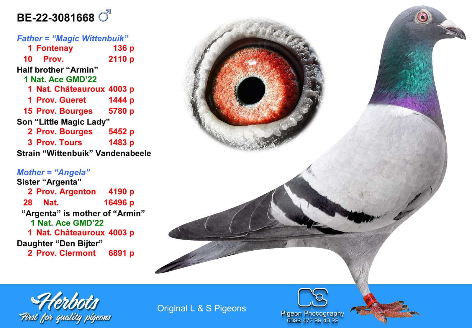pigeon: undefined