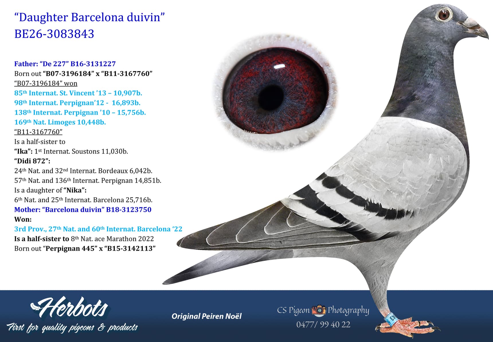pigeon: undefined