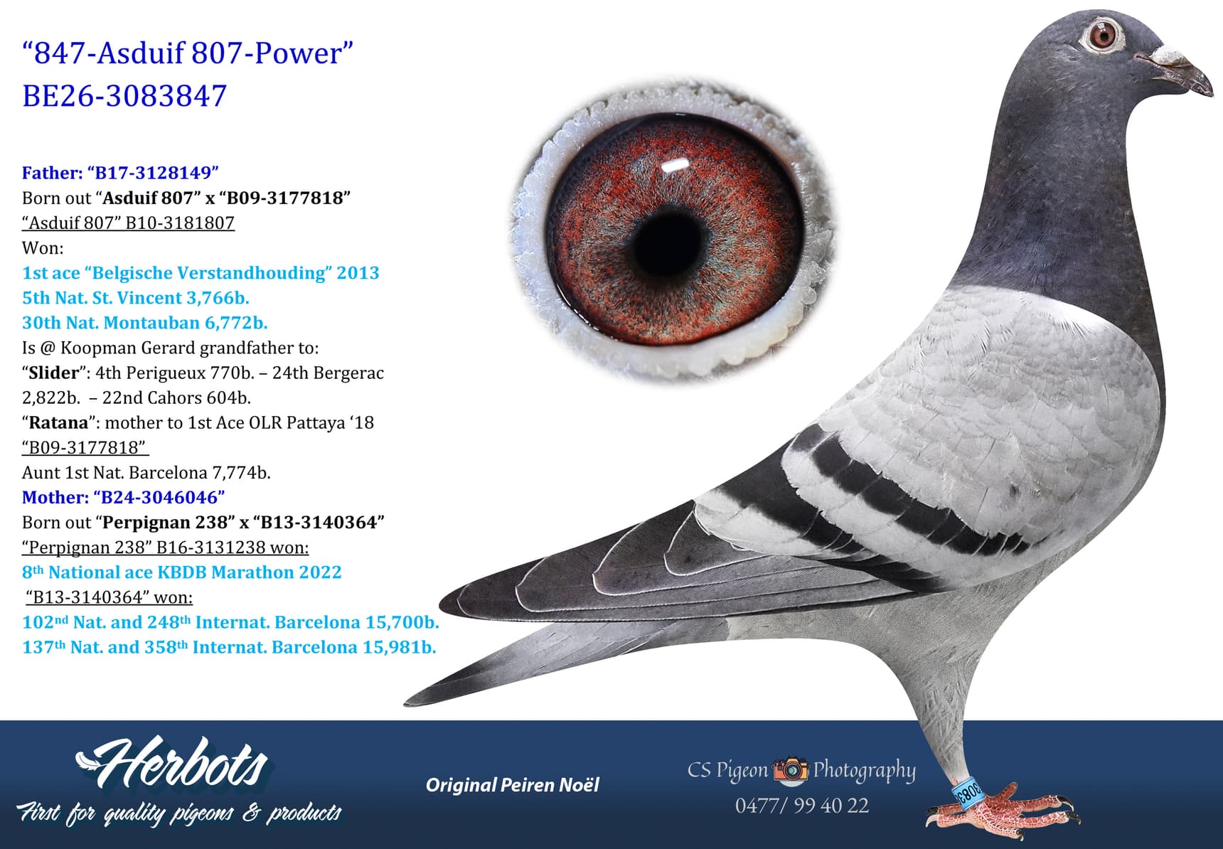 pigeon: undefined