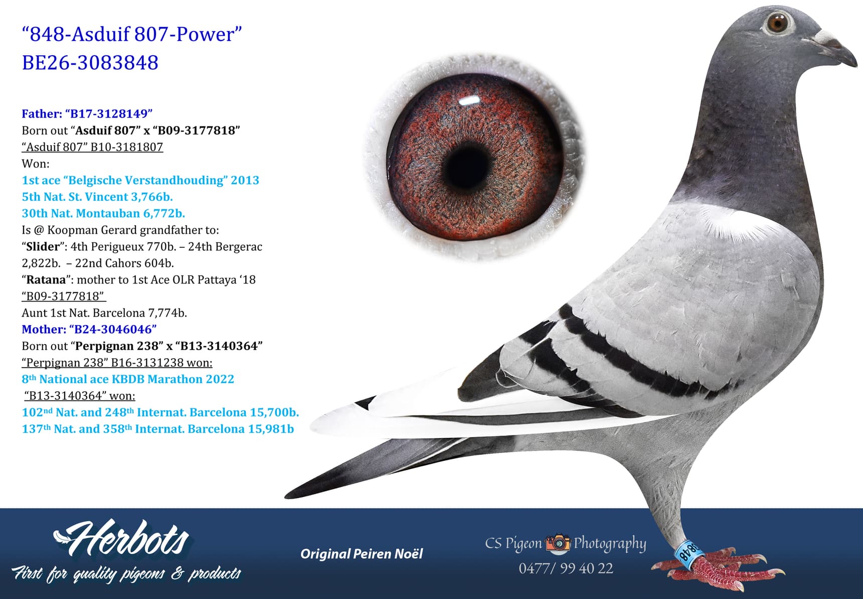 pigeon: undefined