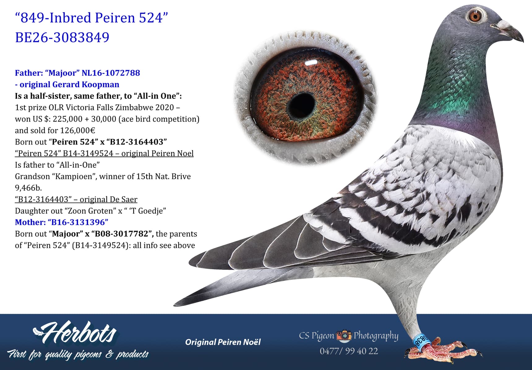 pigeon: undefined