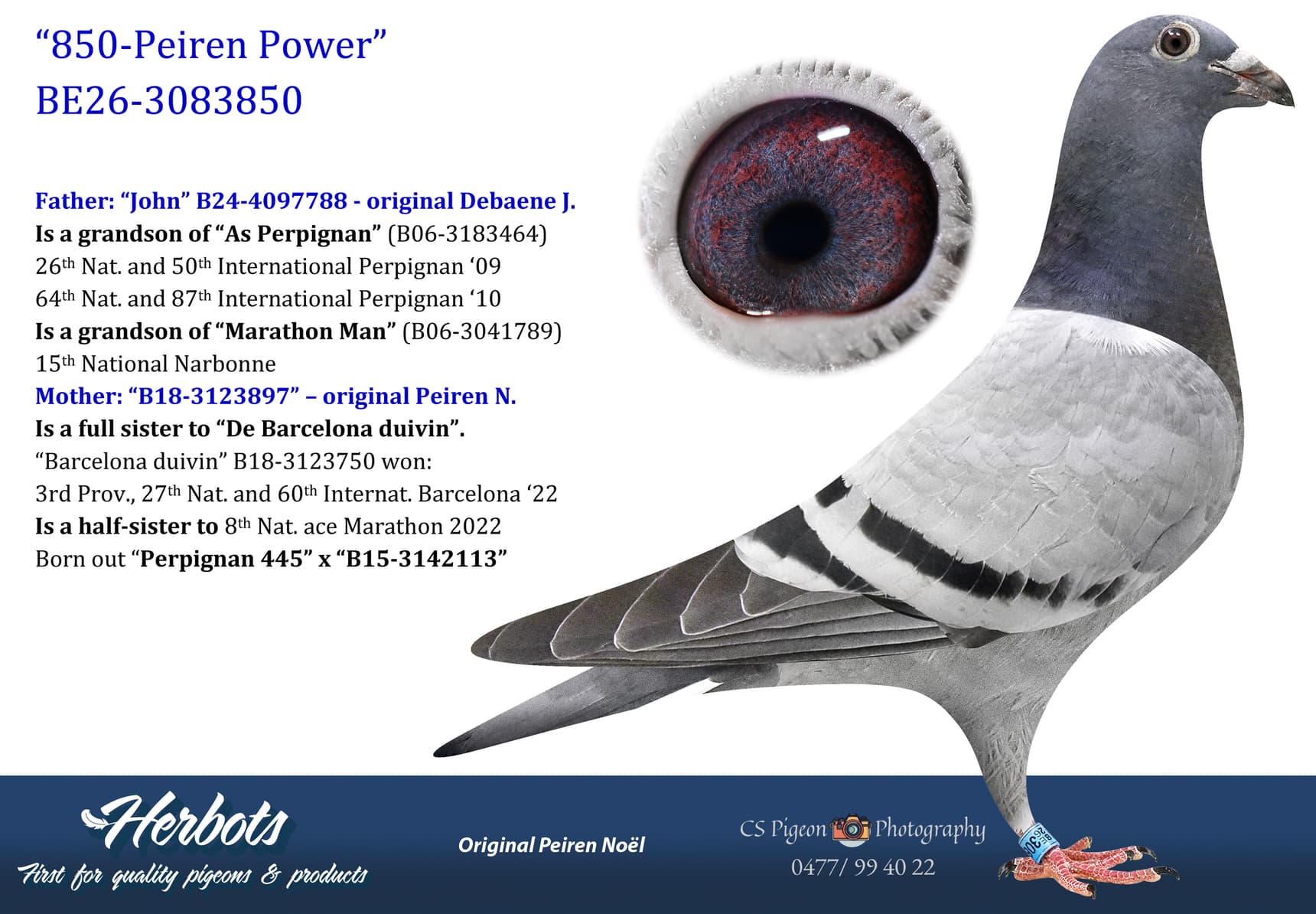 pigeon: undefined
