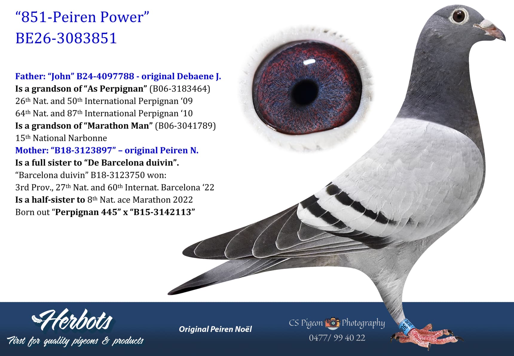 pigeon: undefined
