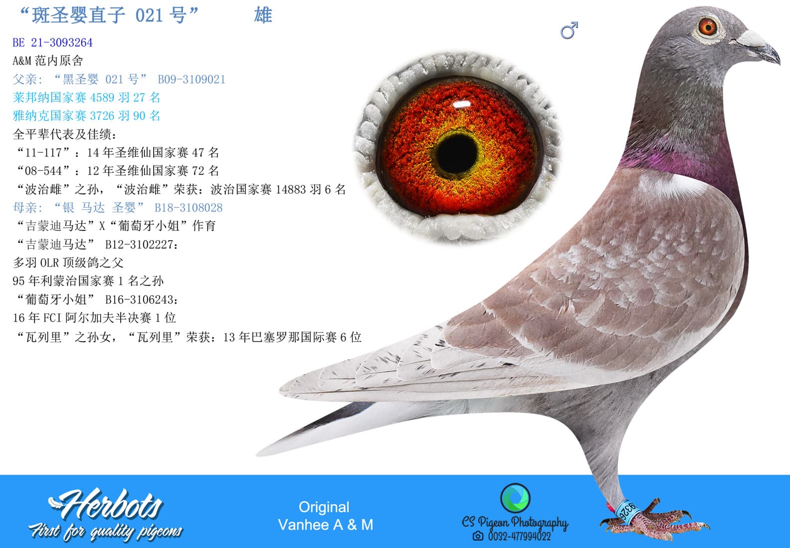 pigeon: undefined
