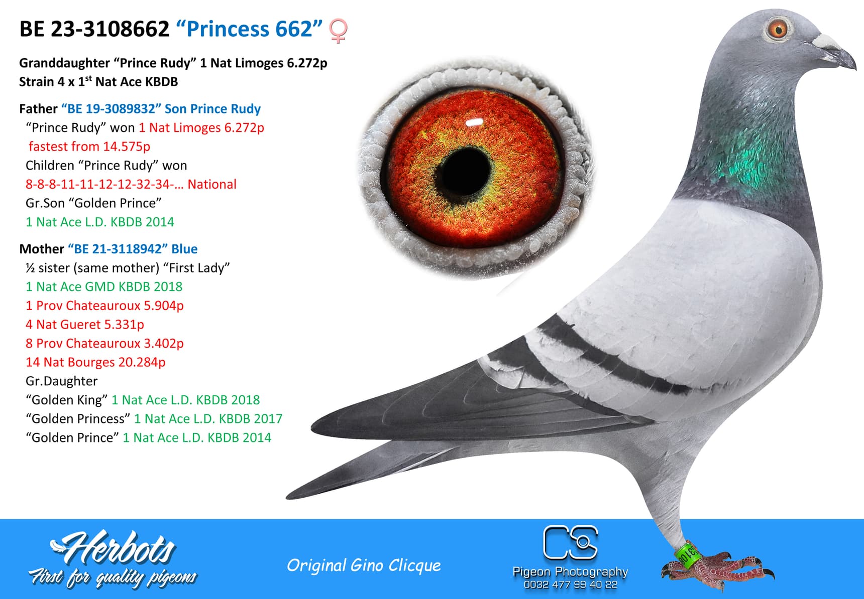 pigeon: undefined