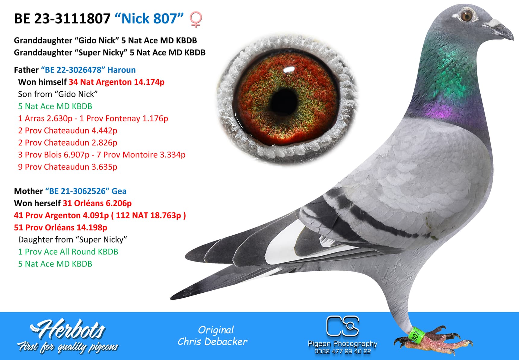 pigeon: undefined
