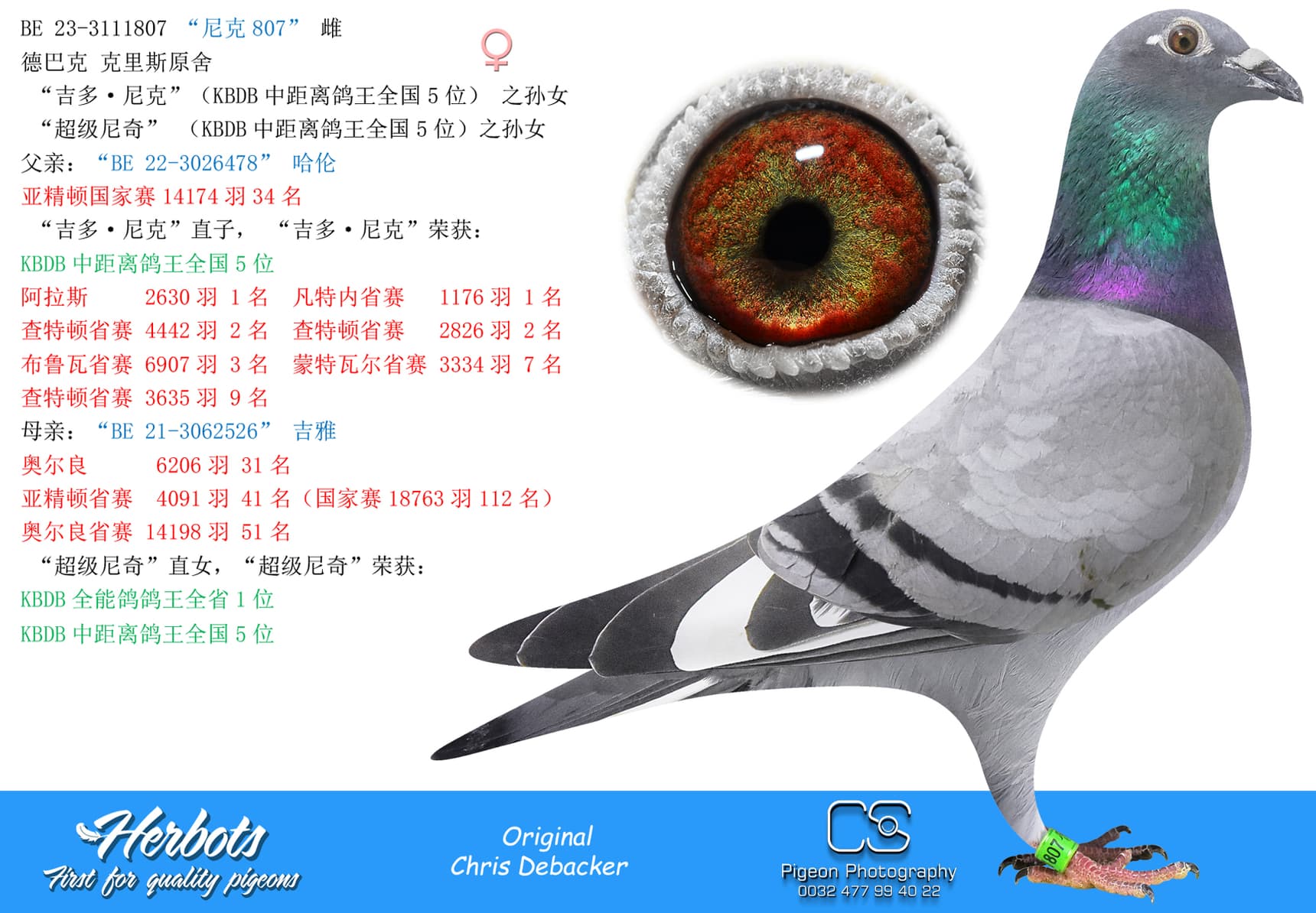 pigeon: undefined