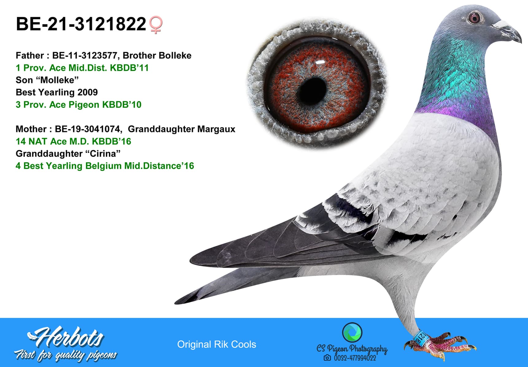 pigeon: undefined