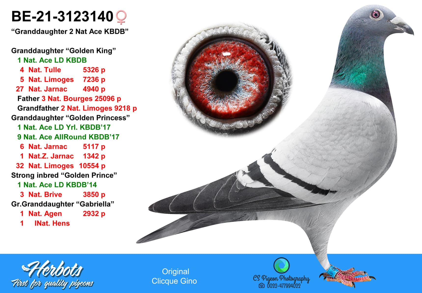 pigeon: undefined