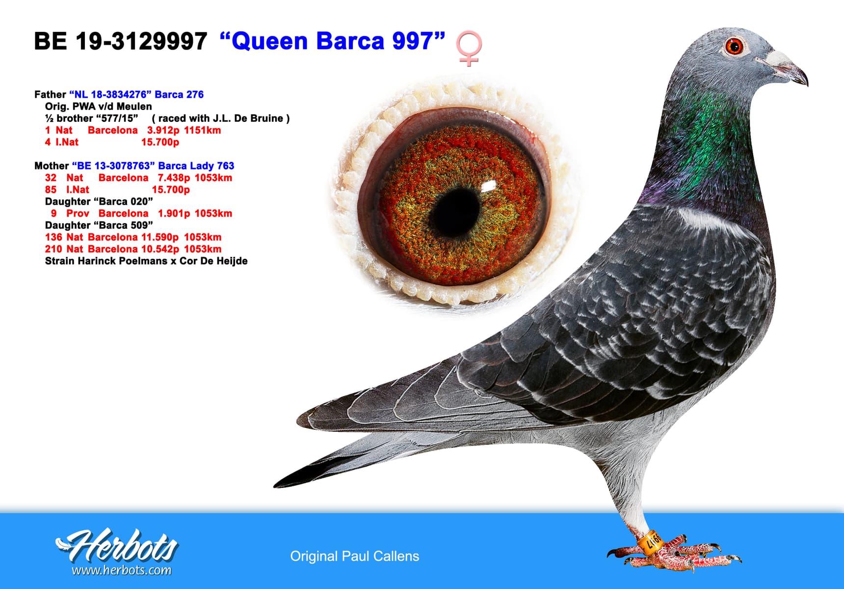 pigeon: undefined