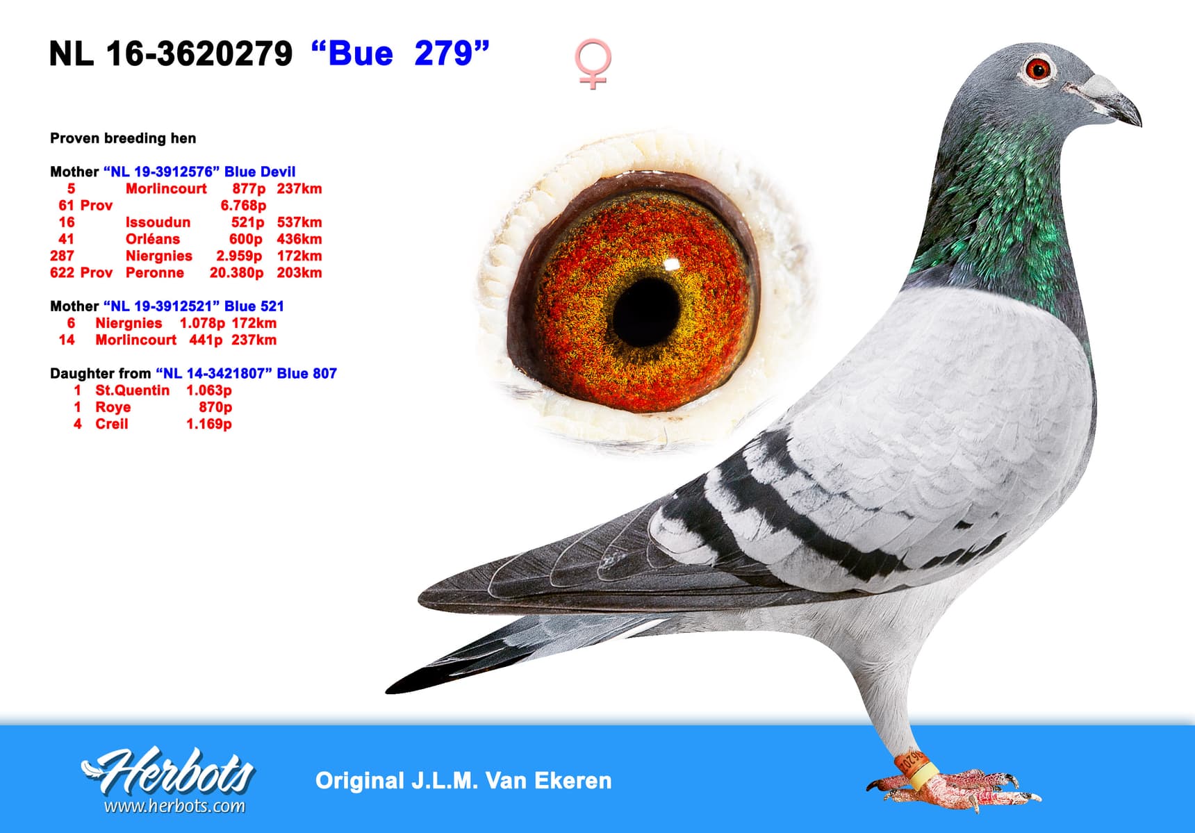 pigeon: undefined