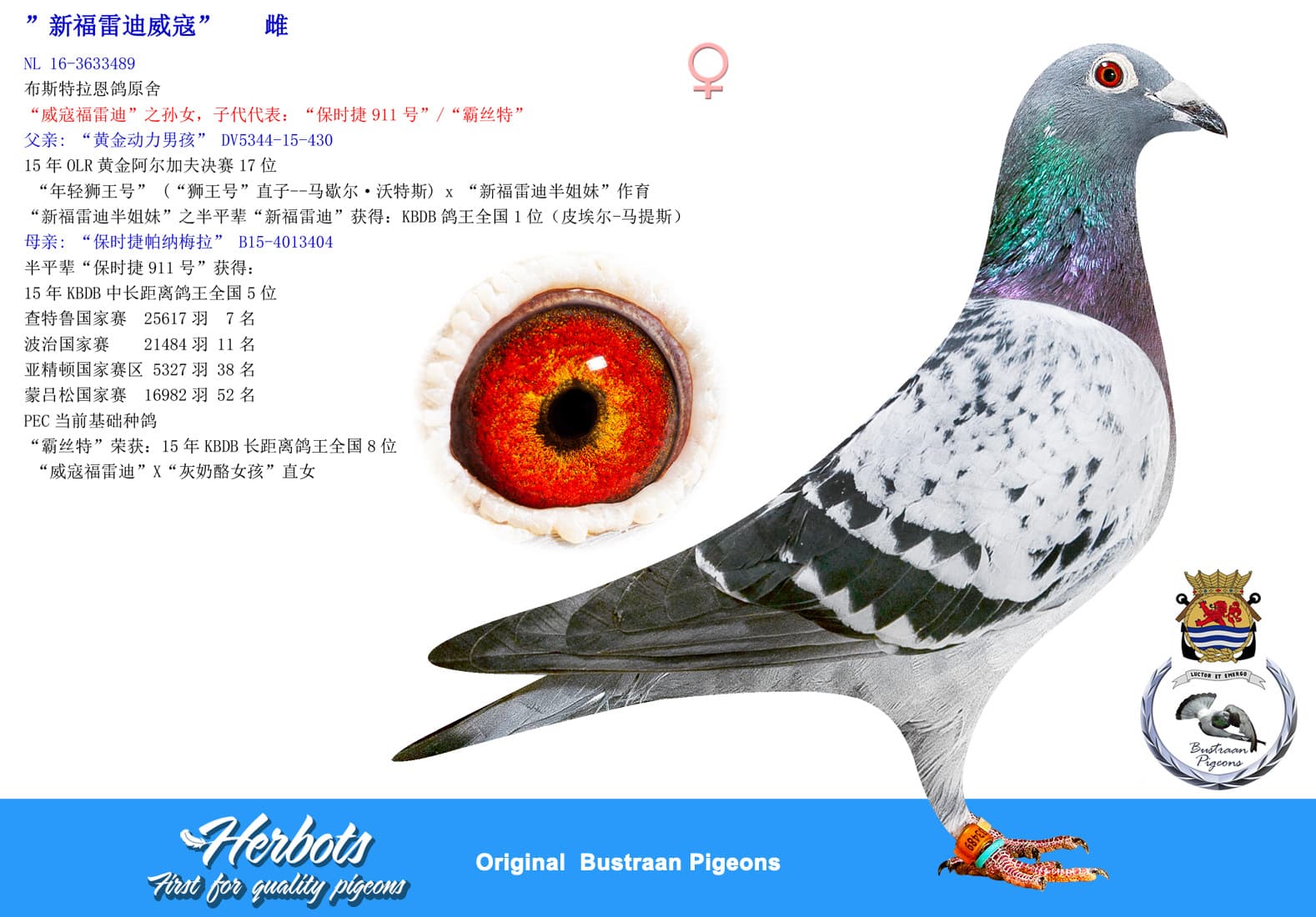pigeon: undefined
