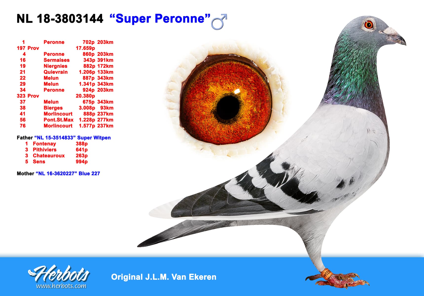 pigeon: undefined