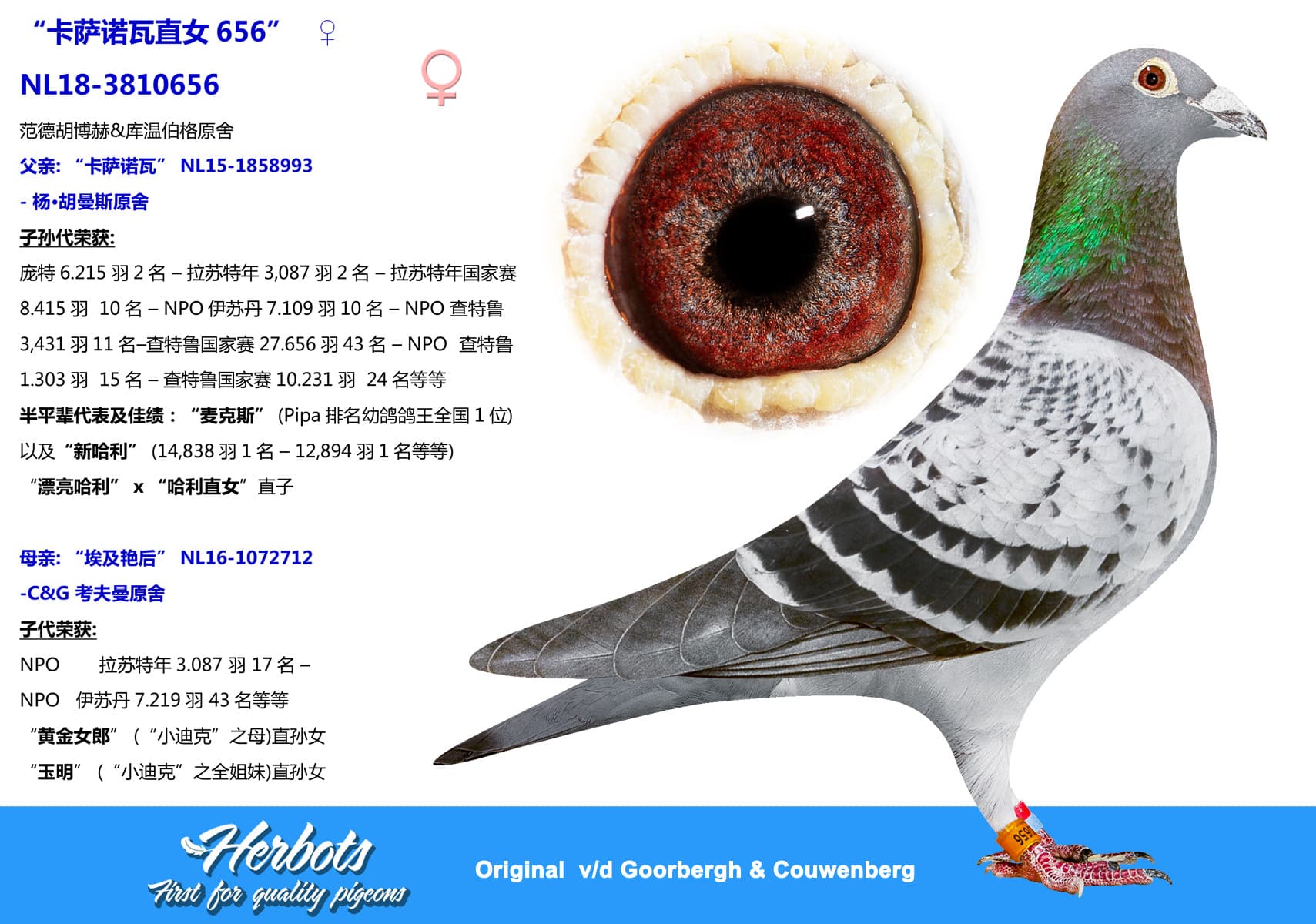 pigeon: “卡萨诺瓦直女656”