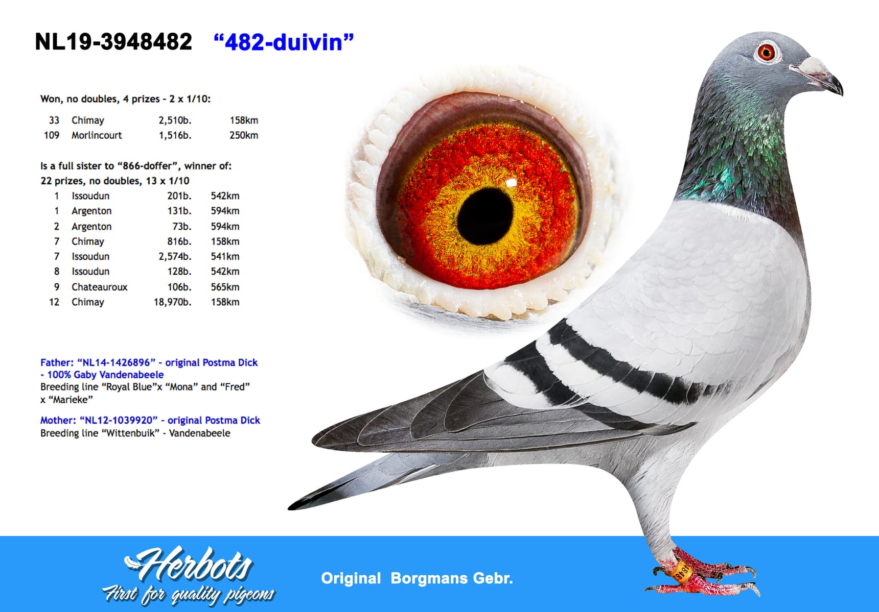pigeon: undefined