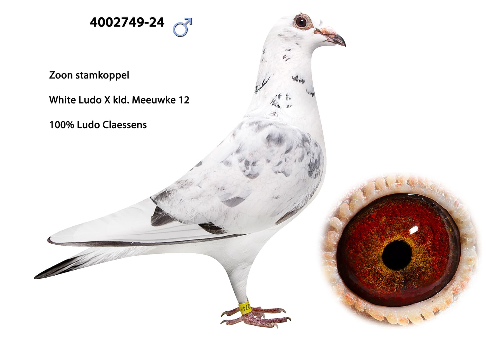 100% Ludo Claessens