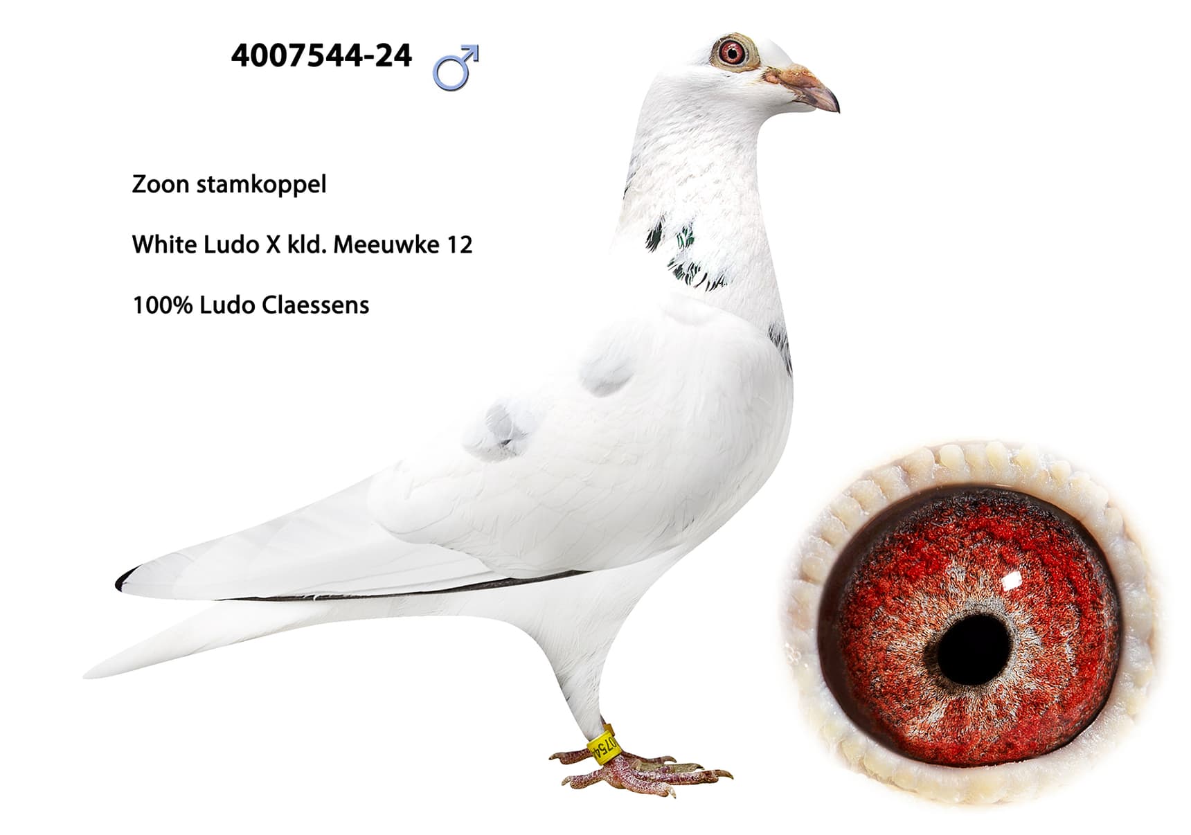 100% Ludo Claessens