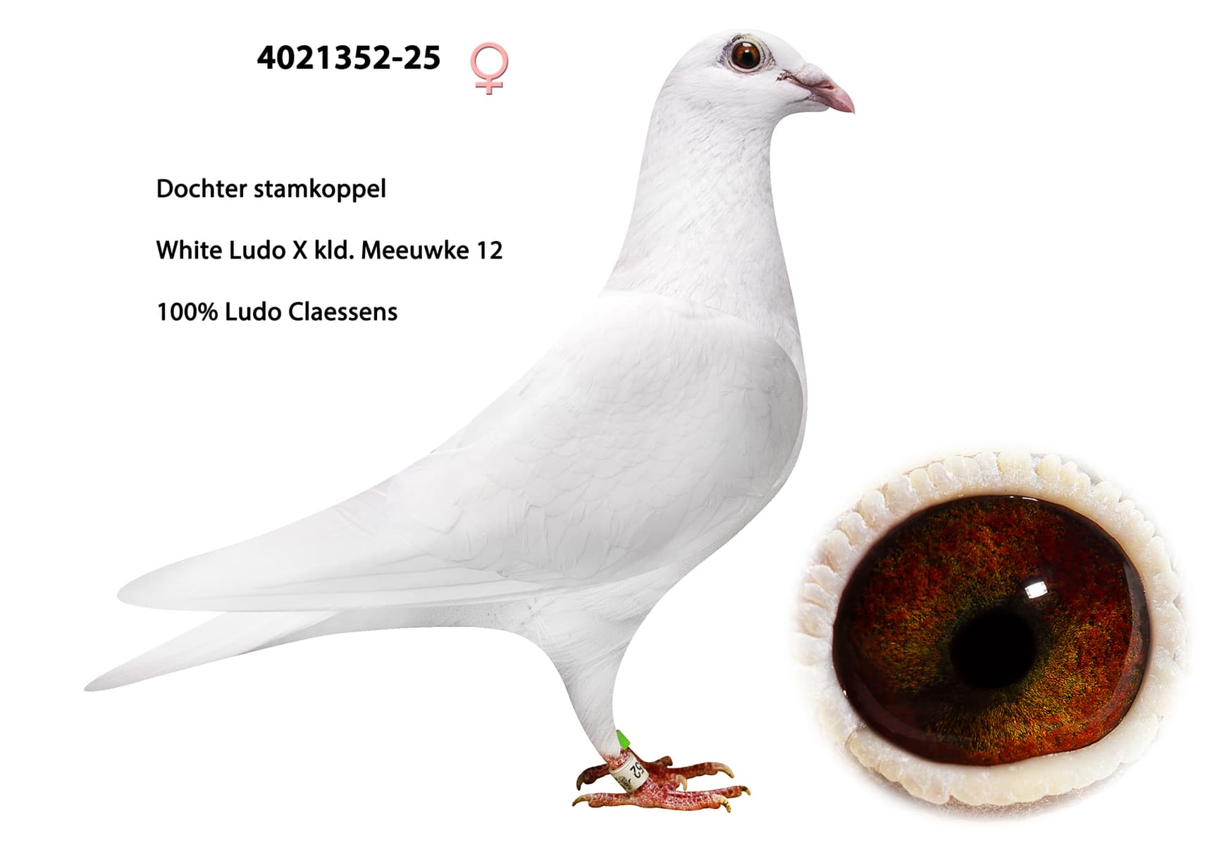 100% Ludo Claessens