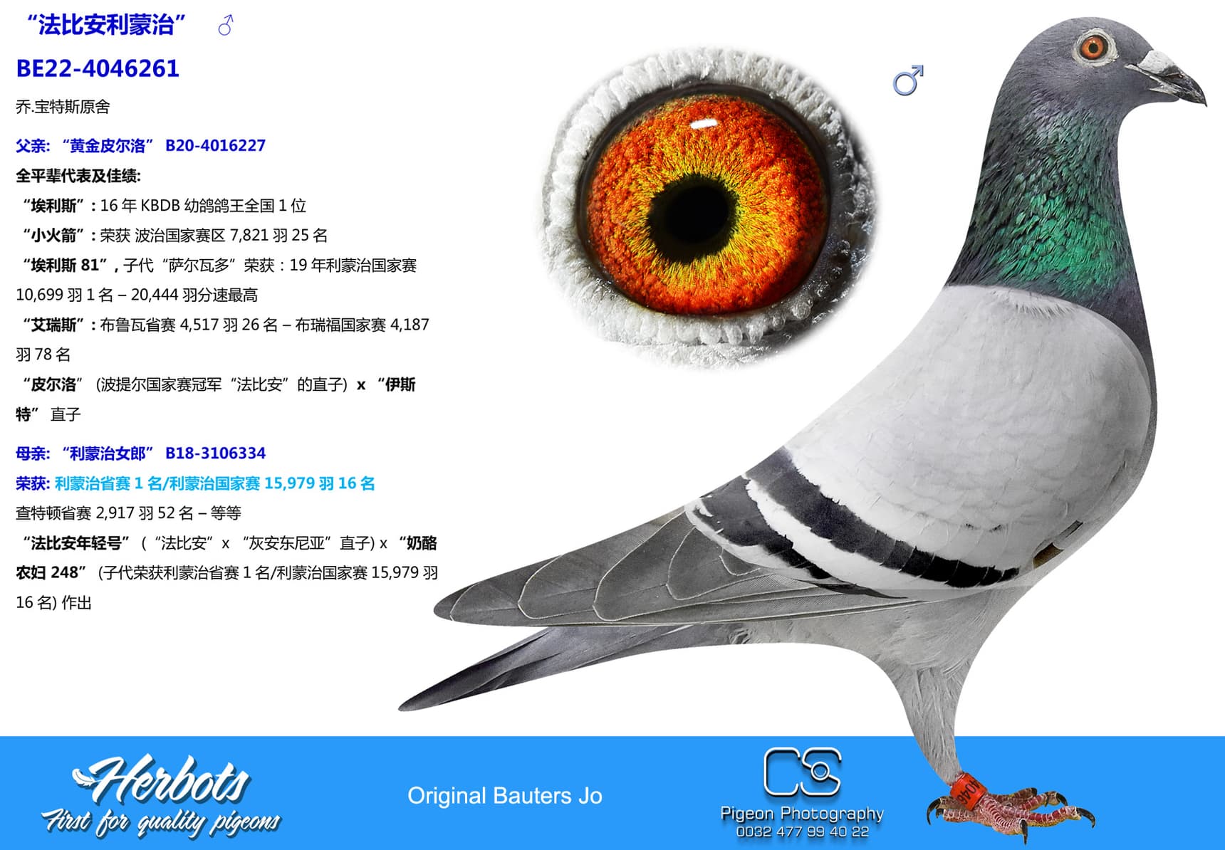 pigeon: undefined