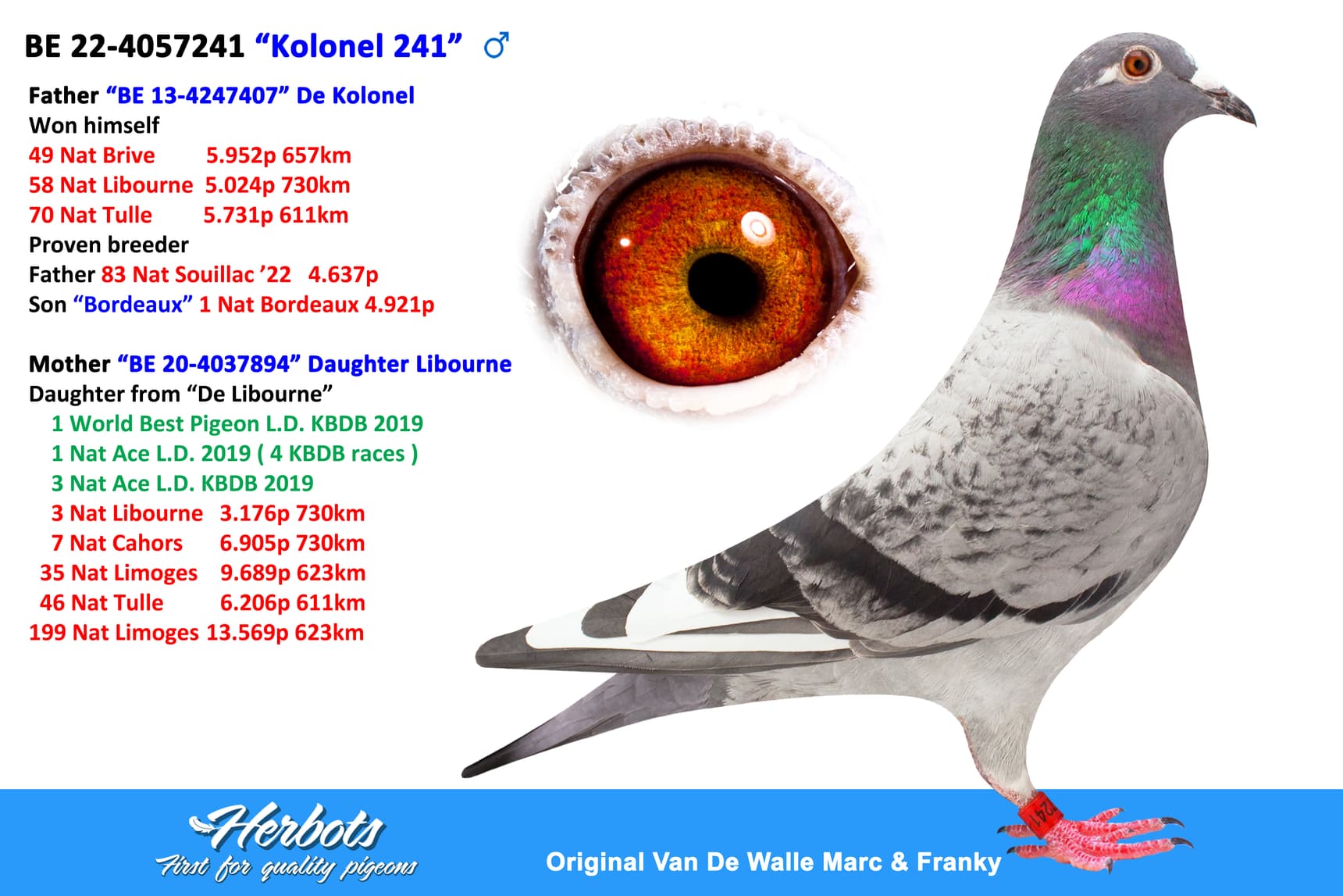 pigeon: undefined