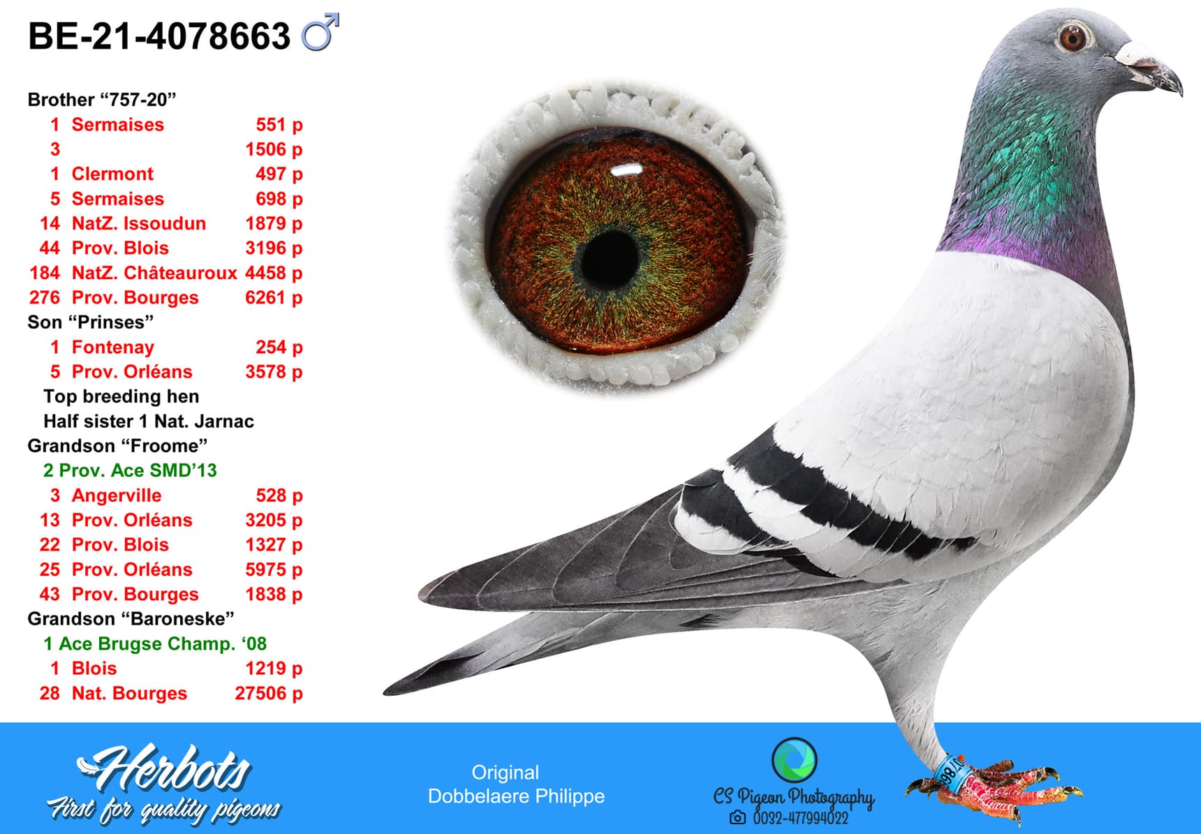 pigeon: undefined