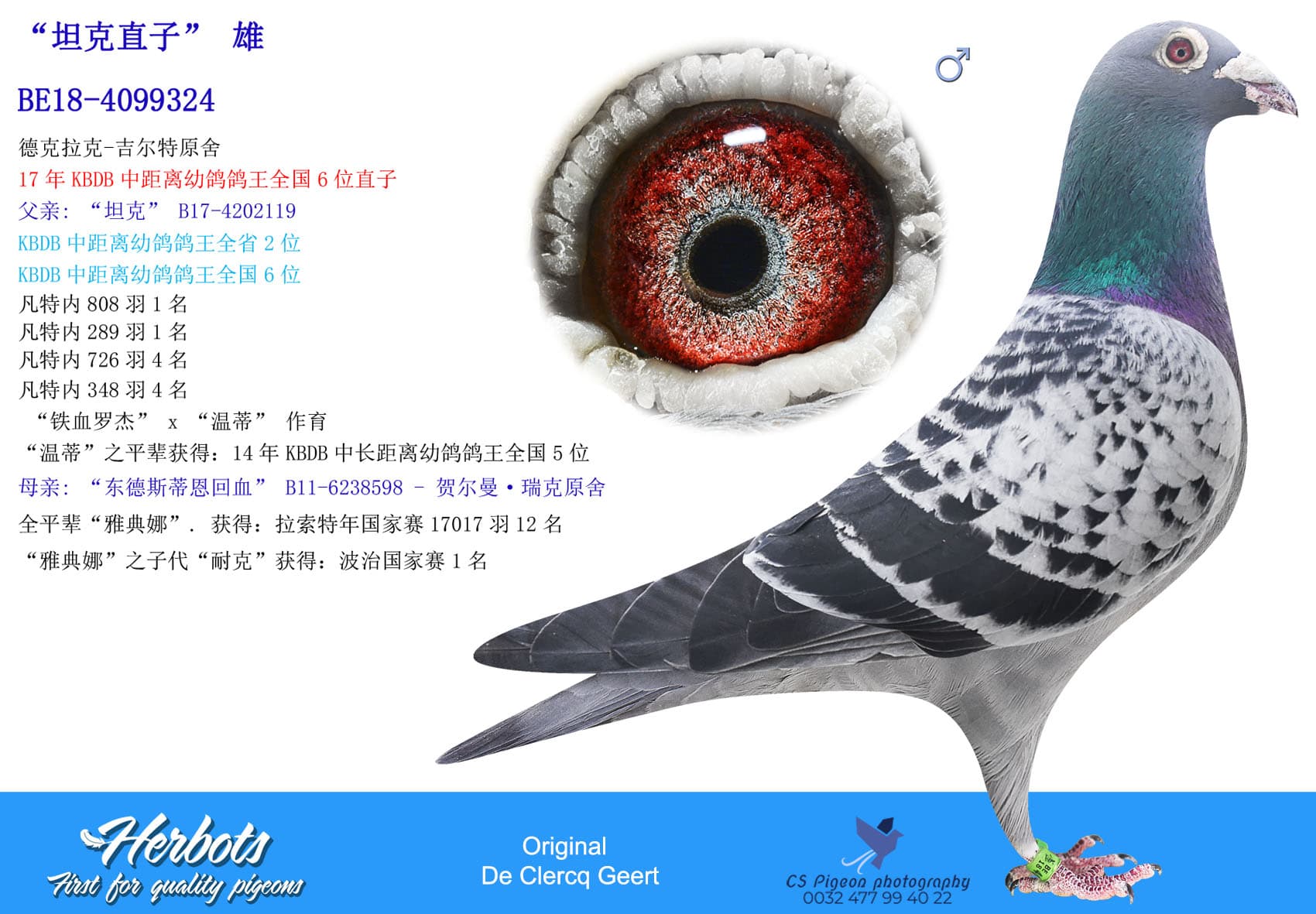pigeon: undefined