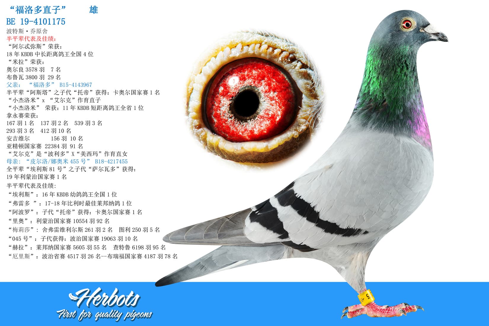 pigeon: undefined
