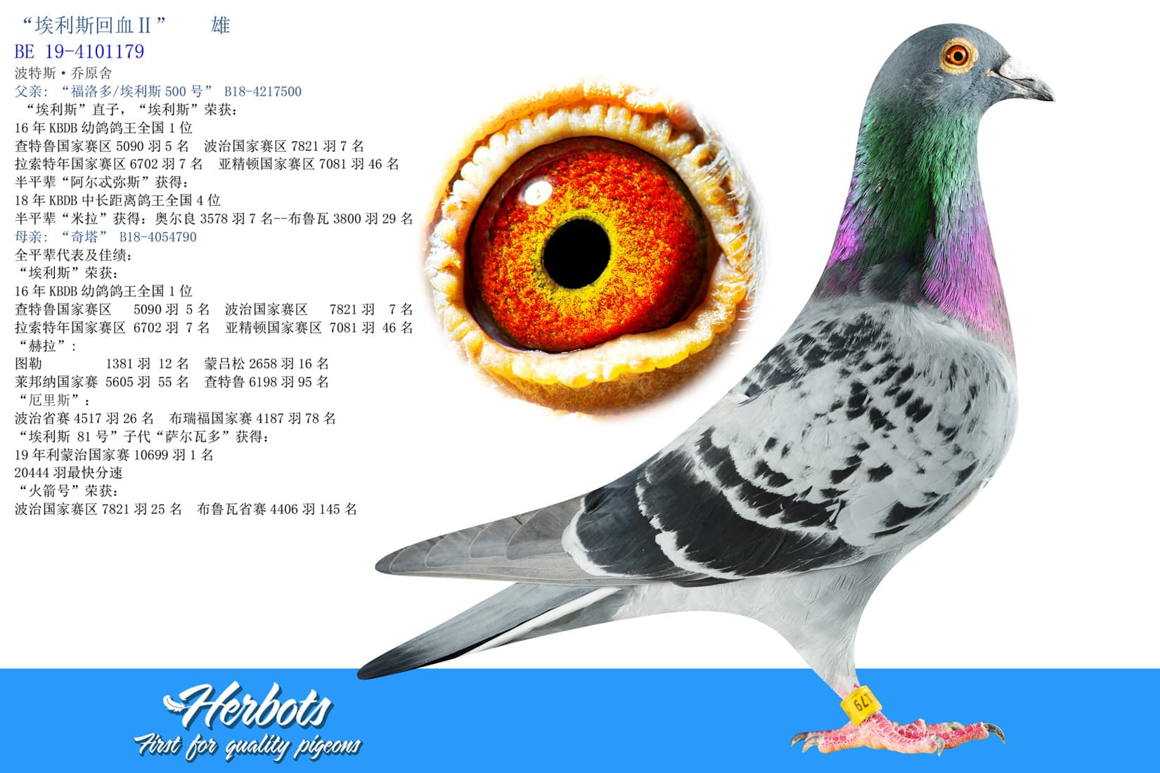 pigeon: undefined