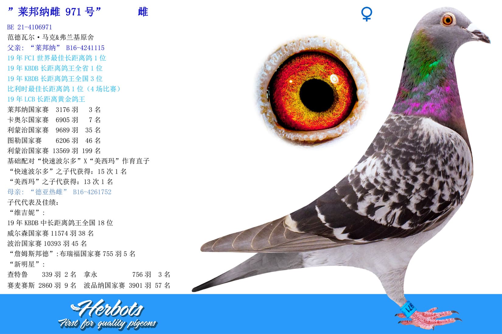 pigeon: undefined