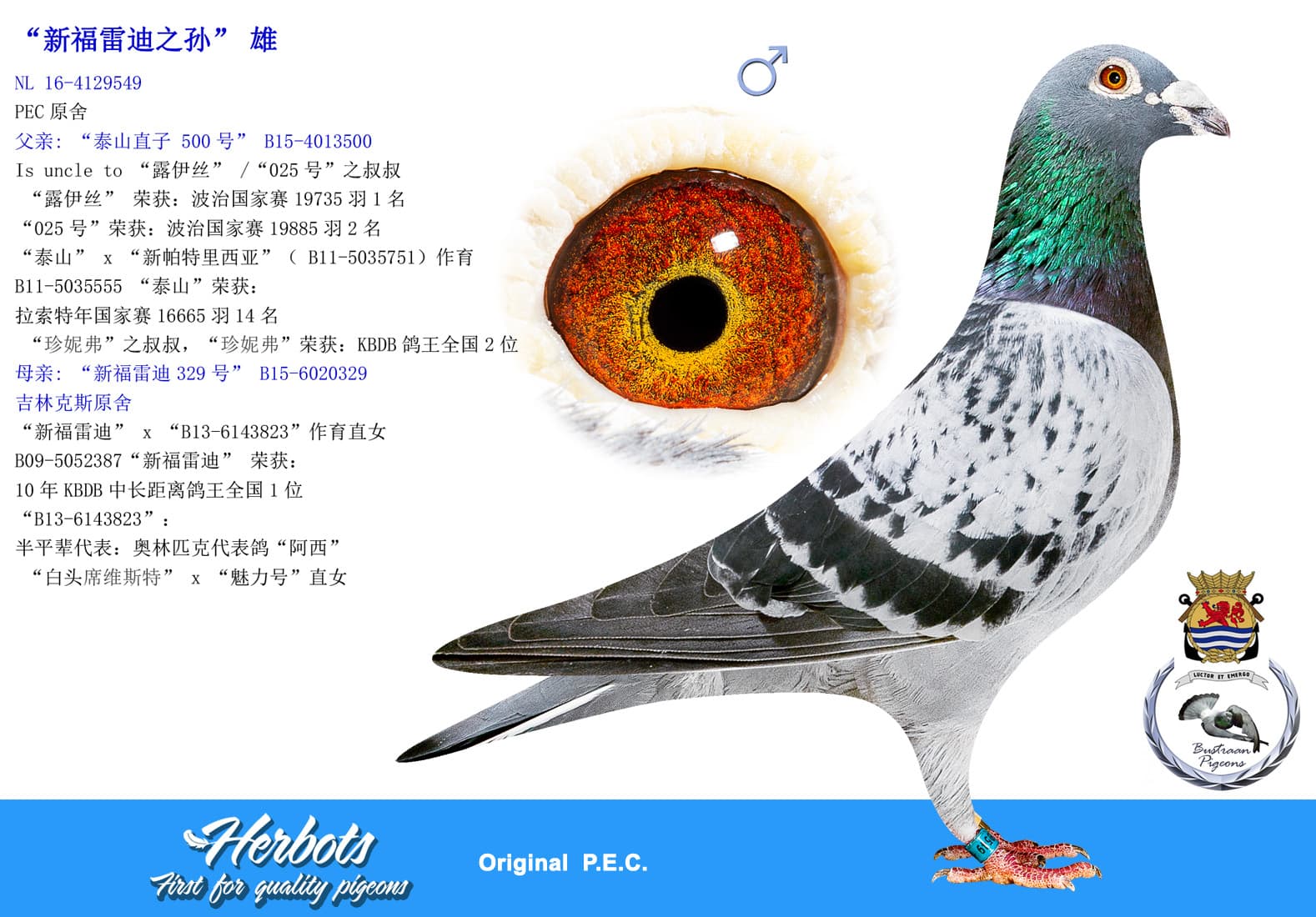 pigeon: undefined