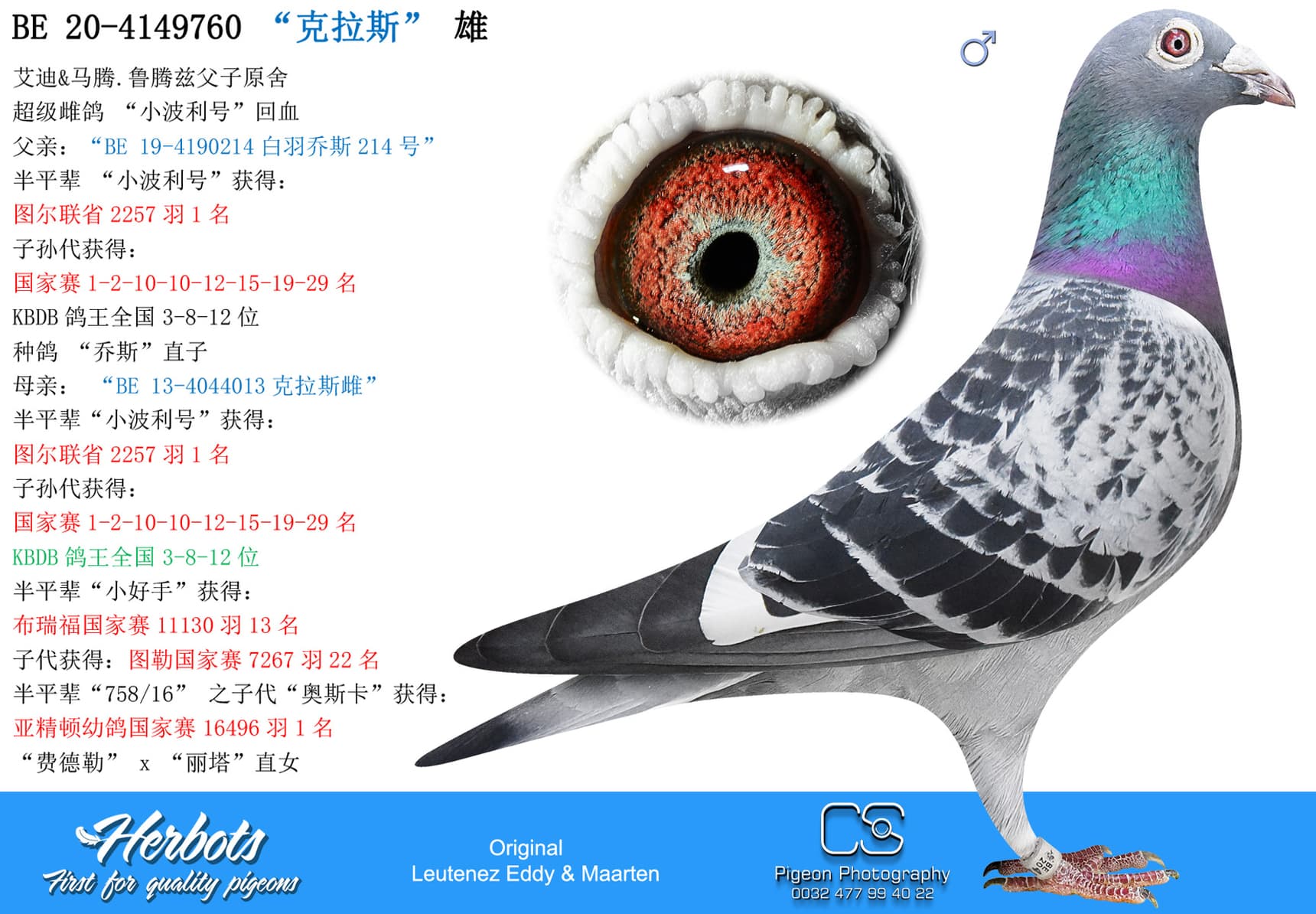 pigeon: undefined