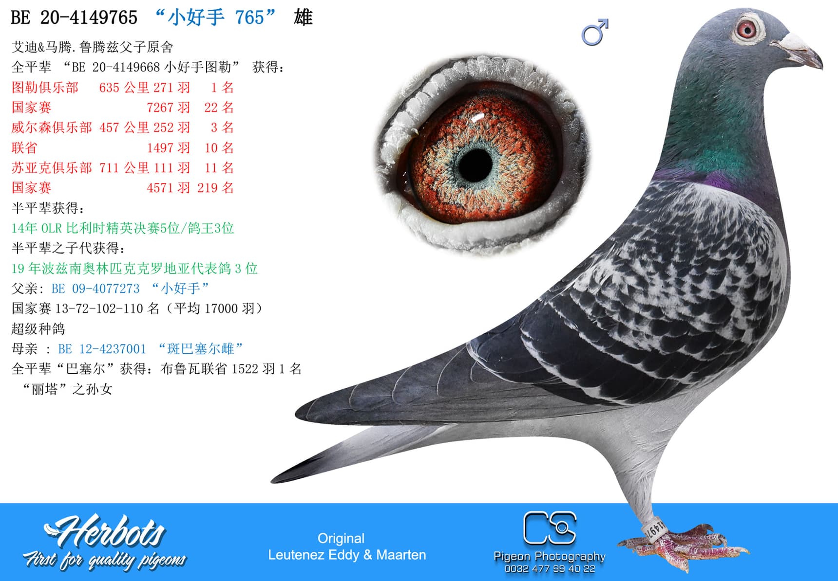 pigeon: undefined
