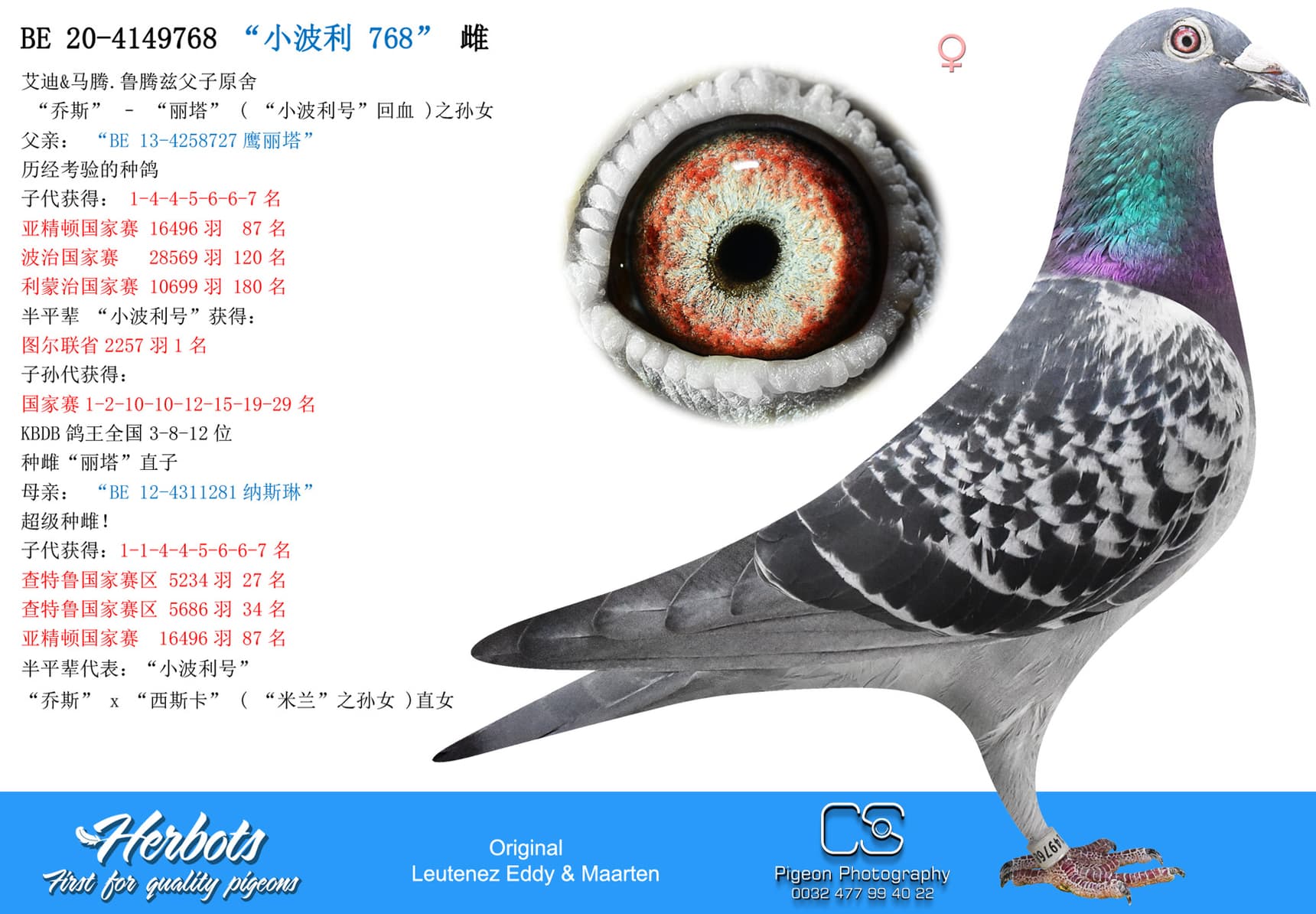 pigeon: undefined